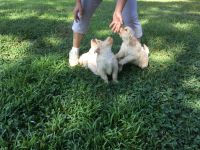 Golden Retriever Puppies for sale in Mattapoisett, MA, USA. price: NA