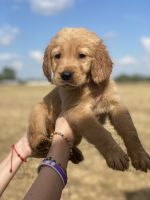Golden Retriever Puppies for sale in Georgetown, TX, USA. price: NA