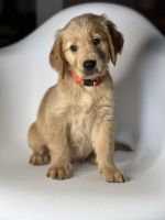 Golden Retriever Puppies for sale in Georgetown, TX, USA. price: NA