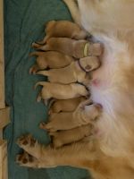 Golden Retriever Puppies for sale in Reisterstown, MD, USA. price: NA
