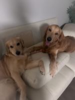 Golden Retriever Puppies for sale in Fort Myers, FL, USA. price: NA