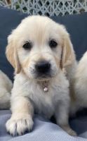 Golden Retriever Puppies for sale in Descanso, CA 91916, USA. price: NA