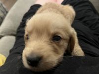 Golden Retriever Puppies for sale in Paw Paw, MI 49079, USA. price: NA