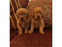 Golden Retriever Puppies for sale in 990 Washington Ave, Brooklyn, NY 11225, USA. price: NA