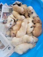 Golden Retriever Puppies for sale in Toledo, OH, USA. price: NA