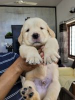 Golden Retriever Puppies for sale in Kochi, Kerala, India. price: 12500 INR