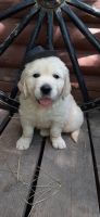 Golden Retriever Puppies for sale in Centerville, IA 52544, USA. price: NA