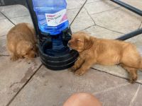 Golden Retriever Puppies for sale in Fallbrook, CA 92028, USA. price: NA