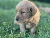 Golden Retriever Puppies for sale in Loogootee, IN 47553, USA. price: NA