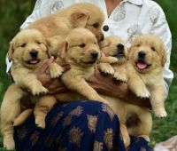 Golden Retriever Puppies for sale in Mettupalayam, Tamil Nadu, India. price: 30000 INR