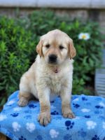 Golden Retriever Puppies for sale in Nappanee, IN 46550, USA. price: NA