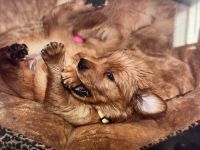 Golden Retriever Puppies Photos