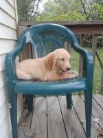 Golden Retriever Puppies for sale in Millersburg, IN 46543, USA. price: NA