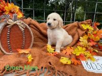Golden Retriever Puppies for sale in Pavilion, NY, USA. price: NA