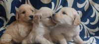 Golden Retriever Puppies for sale in Delhi, India. price: NA