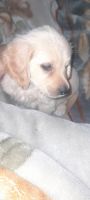 Golden Retriever Puppies for sale in Jagat Narayan Lal Rd, East Lohanipur, Lohanipur, Patna, Bihar 800003, India. price: 10000 INR