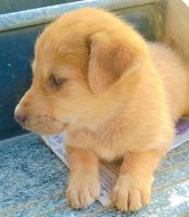 Golden Retriever Puppies for sale in HSR Layout, Bengaluru, Karnataka, India. price: 4000 INR