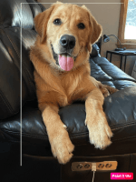 Golden Retriever Puppies for sale in Barnet, VT, USA. price: NA