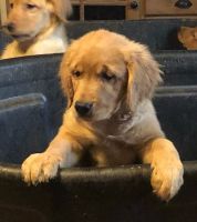 Golden Retriever Puppies for sale in Franklin, TN, USA. price: NA