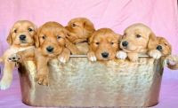 Golden Retriever Puppies for sale in Yukon, OK, USA. price: NA