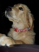 Golden Retriever Puppies for sale in San Marcos, CA, USA. price: NA