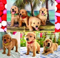 Golden Retriever Puppies for sale in Miami, FL, USA. price: NA