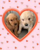 Golden Retriever Puppies for sale in Ehrhardt, SC 29081, USA. price: NA