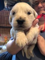 Golden Retriever Puppies for sale in Carlisle, PA 17013, USA. price: NA