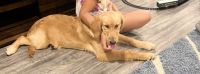 Golden Retriever Puppies for sale in Panama City, FL, USA. price: NA