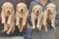 Golden Retriever Puppies for sale in Bhiwadi, Rajasthan, India. price: 15000 INR