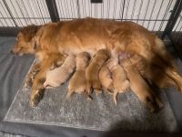 Golden Retriever Puppies for sale in Middletown, OH, USA. price: $1,200