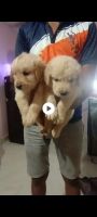 Golden Retriever Puppies for sale in Jyothi Nagar, Nelamangala Town, Karnataka 562123, India. price: 562123 INR