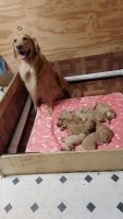 Golden Retriever Puppies for sale in Headland, AL, USA. price: $120,000