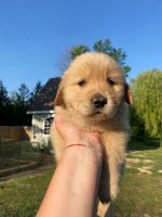 Golden Retriever Puppies for sale in Diamond, OH 44412, USA. price: $1,000