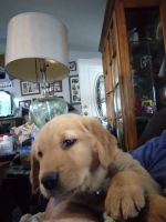 Golden Retriever Puppies for sale in Des Moines, WA, USA. price: $650