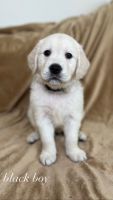 Golden Retriever Puppies for sale in Port St. Lucie, FL, USA. price: NA