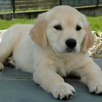 Golden Retriever Puppies for sale in N California Ave, Chicago, IL, USA. price: $700