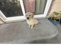 Golden Retriever Puppies for sale in Westminster, CO, USA. price: $800