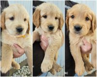 Golden Retriever Puppies for sale in Massena, IA 50853, USA. price: $900
