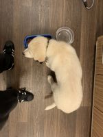 Golden Retriever Puppies for sale in Federal Way, WA 98003, USA. price: $800