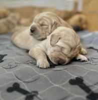 Golden Retriever Puppies for sale in Mesa, AZ, USA. price: $1,900