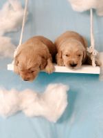 Golden Retriever Puppies for sale in Roseville, CA, USA. price: $2,900
