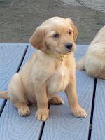 Golden Retriever Puppies for sale in Bremerton, WA, USA. price: $600