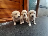 Golden Retriever Puppies for sale in Bengaluru, Karnataka, India. price: 15,000 INR