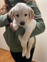 Golden Retriever Puppies for sale in Marina, CA, USA. price: $3,000