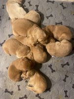 Golden Retriever Puppies for sale in Miami, FL 33196, USA. price: NA