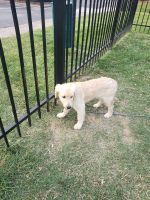 Golden Retriever Puppies for sale in Hill Park Way, Louisville, KY 40220, USA. price: $600