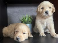 Golden Retriever Puppies for sale in Perris, CA 92570, USA. price: $650