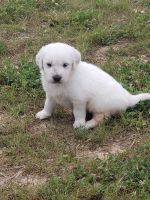 Golden Retriever Puppies for sale in Greece, NY 14612, USA. price: $1,200