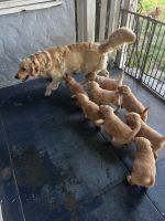 Golden Retriever Puppies for sale in Ontario, CA, USA. price: $1,350